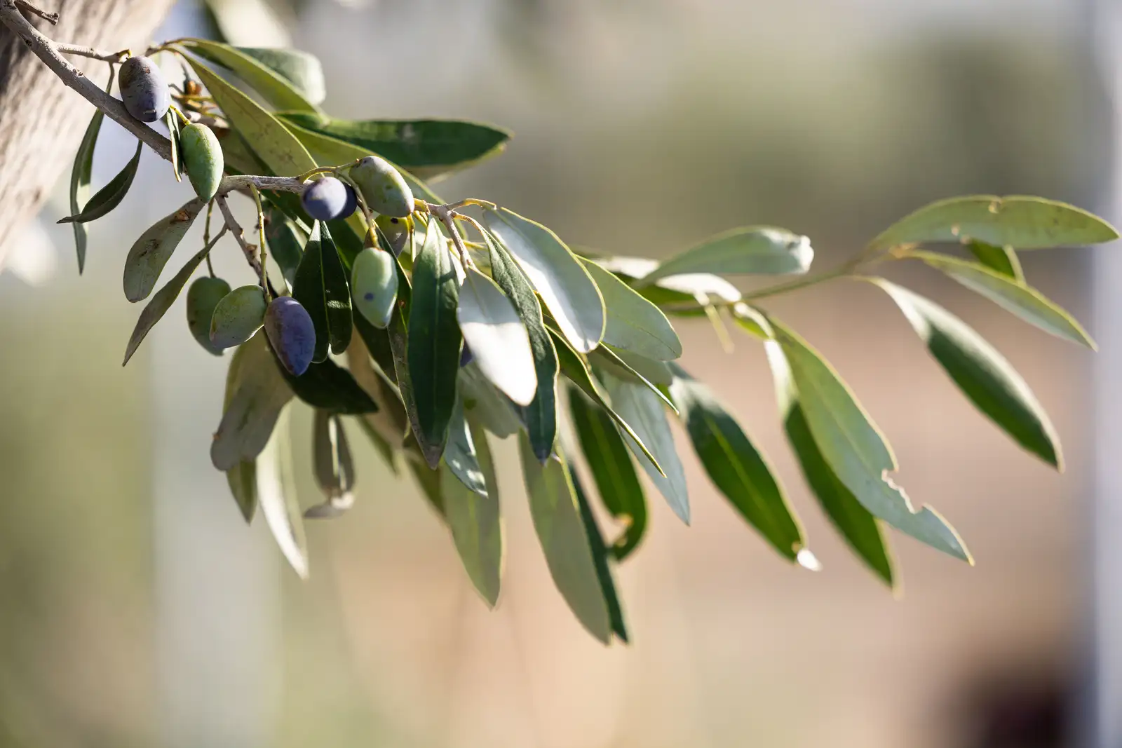 Eggares Olive Oil Museum